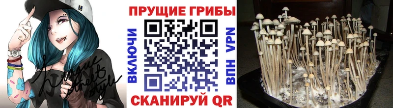 Купить где  Еманжелинск  Галлюциногенные грибы Psilocybine cubensis 